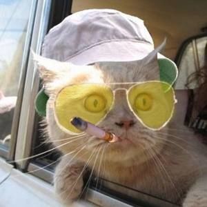 Meet your Posher, Casey